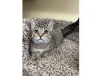 Darla Domestic Shorthair Kitten Female