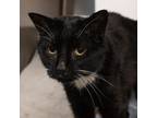 Honeycap Domestic Shorthair Senior Female