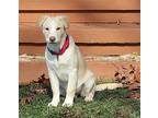 Frosty Labrador Retriever Puppy Female