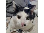Monty Domestic Shorthair Young Male