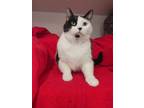 Sparkles Domestic Shorthair Adult Male