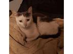 Ricky Domestic Shorthair Adult Male