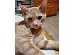 TANNER American Shorthair Kitten Male