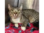 Mia Domestic Shorthair Young Female