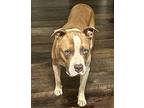 Samson American Staffordshire Terrier Adult Male