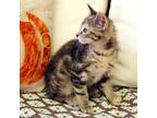 Waffles-7936 Domestic Mediumhair Kitten Female