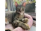 Halo & Mayo Domestic Shorthair Young Female