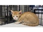 oscar Domestic Shorthair Kitten Male