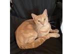 Leroy Domestic Shorthair Young Male