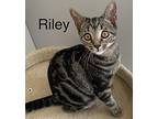 Riley Domestic Shorthair Kitten Female
