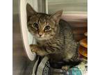 Cleo Domestic Shorthair Kitten Female