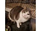 Louie Domestic Shorthair Senior Male