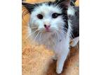 Fallon Domestic Longhair Young Male