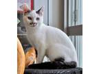 Tommy 34012-c Domestic Shorthair Young Male