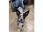 River Australian Cattle Dog Young Female