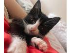 Ronan Domestic Shorthair Kitten Male