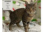 Donnie Domestic Shorthair Adult Male