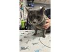Morry Domestic Shorthair Adult Female