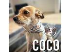 Coco Sugar Terrier (Unknown Type, Medium) Adult Female