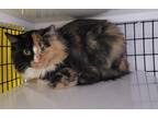 Missy Domestic Longhair Kitten Female