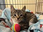 Arthur Domestic Shorthair Kitten Male