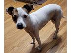 Sammy in Davenport Jack Russell Terrier Adult Male