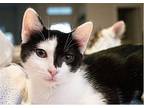 Dixie Domestic Shorthair Kitten Female