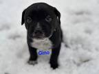 Gino Labrador Retriever Puppy Male
