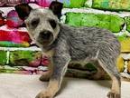 Amelia Australian Cattle Dog Puppy Female