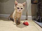 Creed Domestic Shorthair Young Male