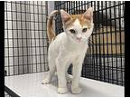 Spooky Domestic Shorthair Kitten Male