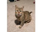 Peaches American Shorthair Young Female