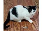 Cookie American Shorthair Kitten Female