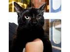 Cyclops Domestic Shorthair Young Male