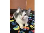 Braeburn Domestic Shorthair Kitten Male