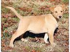 Jingle Labrador Retriever Puppy Female