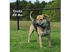 Tonka Mixed Breed (Medium) Adult Female