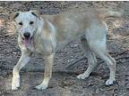 Honey Labrador Retriever Puppy Female