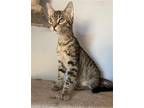 Pouncer Domestic Shorthair Kitten Male