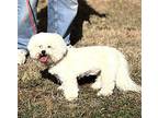 Wonder Bichon Frise Adult Female