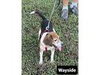 Wayside CC Beagle Adult Female