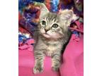 Maddy Domestic Shorthair Kitten Female