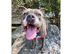 Walton American Pit Bull Terrier Adult Male