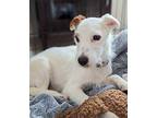 Toby Fox Terrier (Wirehaired) Young Male