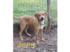 Jimmy Mountain Cur Puppy Male