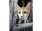 Biscuit Domestic Shorthair Adult Male