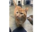 Big Mac Domestic Shorthair Senior Male