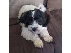 Maggie. ADOPTED Shih Poo Puppy Female