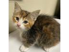 Mia Domestic Shorthair Kitten Female