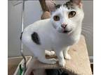 Tailless Domestic Shorthair Adult Female